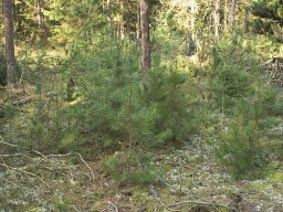 IMGP8766_Fyr_opvaekst